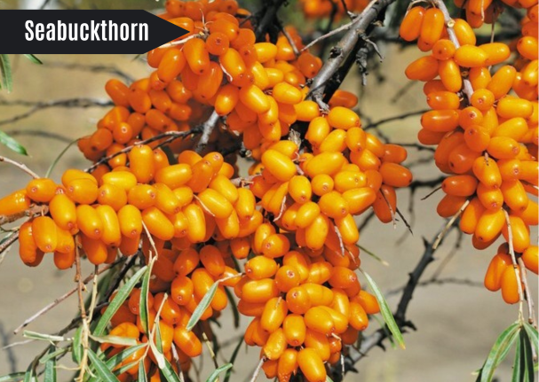 Seabuckthorn Juice Mongolian beverages